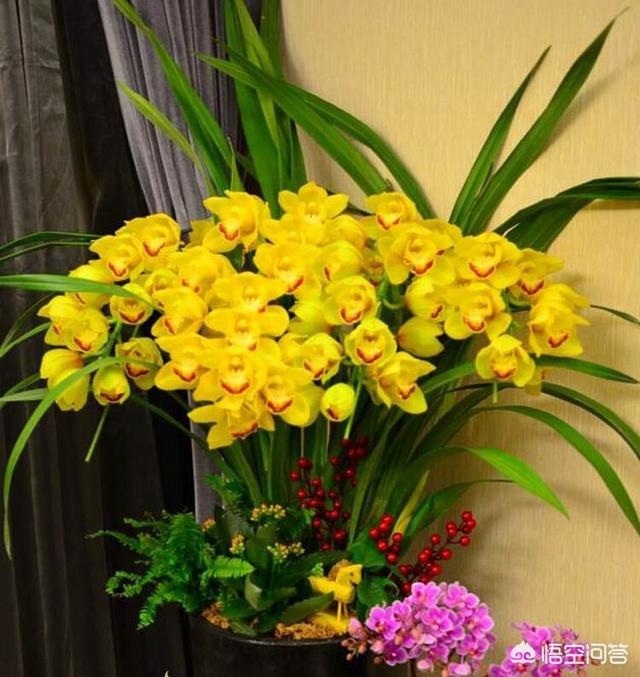 水塔花可以放室内吗:作为年宵花的鸿运当头，怎么才能使花期更长？