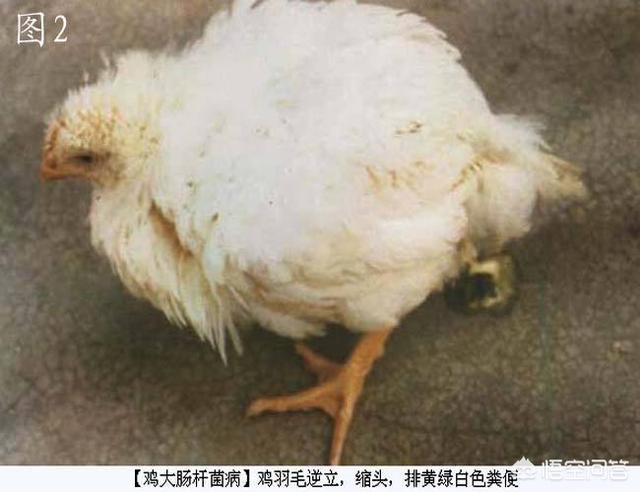 鸡大肠杆菌病ppt:春天来了养鸡如何应对冬春季节交替易发病？