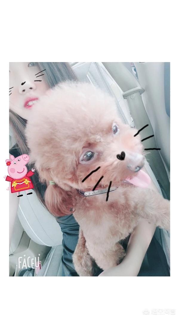 女人爱狗狗qq群照片:越来越多城市单身大龄女性喜欢养狗，这是为什么呢？