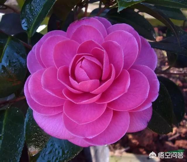 四季杜鹃花夏天怎么养:四季茶花该怎么管理栽培？