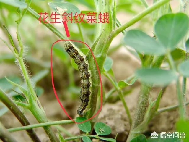 花生黑蚜虫怎么防治:种植花生要如何防治青虫害？