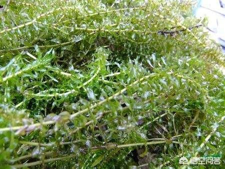 水草养殖技术的:小龙虾养殖过程中，水草的栽培方法有哪些？