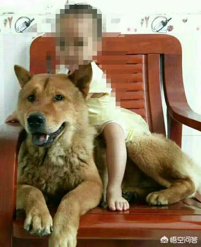 如何抓偷狗賊:一般狗狗被偷了之后会被偷狗的怎么处理呢？ 如何找到偷狗贼