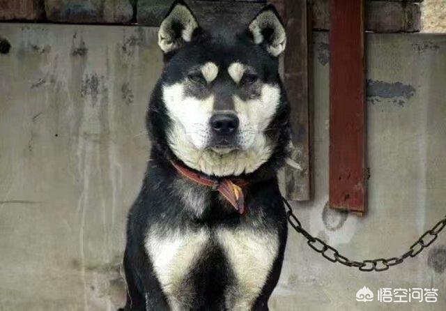 如何抓偷狗賊:一般狗狗被偷了之后会被偷狗的怎么处理呢？ 如何找到偷狗贼