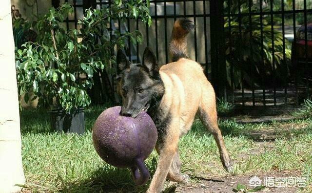 北京名仕犬业马犬极限:马犬有哪些优缺点？有何依据？