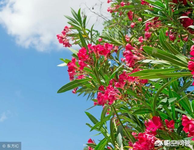 头条问答 - 竹桃的观赏与实用价值如何?(4个回答)