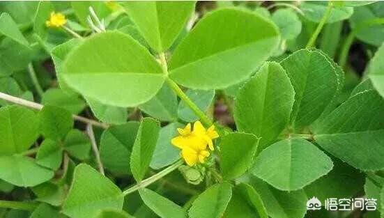 紫花苜蓿草保护价:紫花苜蓿草种植时间 羊吃了苜蓿草肚子发胀是什么原因？