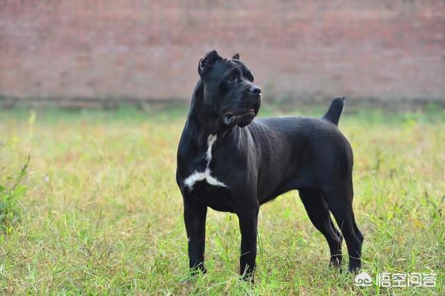 英国斗牛犬会看家吗:想养一只看家犬，有什么好的推荐？