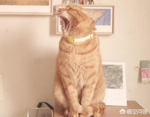 猫脱毛露皮肤:猫咪脱毛看到皮肤了怎么办？