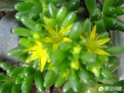 虹之玉 长高 怎么办:虹之玉开花了，该怎么养？