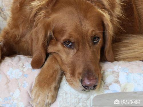 东非猎犬生病怎么办:人们做的什么事情会让金毛犬感到很害怕？