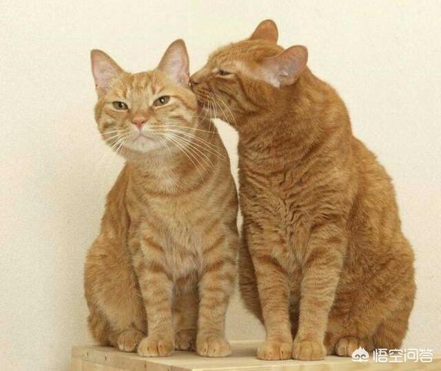 缅因猫与梨花猫的区别:“十个橘猫九个胖，还有一个压塌坑”，橘猫一定是最胖的吗？