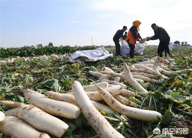 小萝卜头资料简介:萝卜缨怎么做好吃？对人体有什么好处？