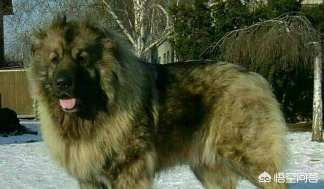 什么狗能咬死藏獒照片:为什么青藏高原孤狼能单挑6条藏狗，并且还吃掉一条狗？