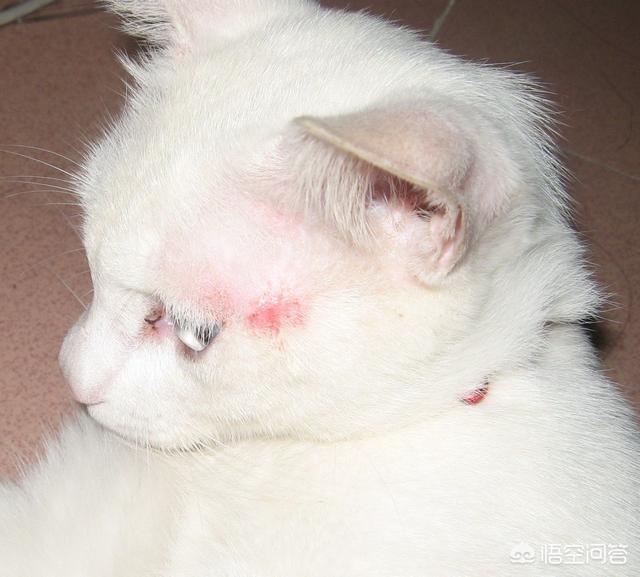 狗狗喷了皮特芬要擦干吗:狗狗喷了皮特芬多久能吸收 我家狗狗身上掉皮，特别痒一直在挠，是怎么回事？