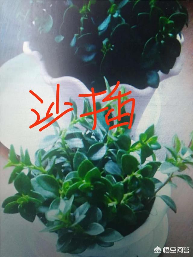 金鱼草怎么养才能开花，盆栽的金鱼草，夏季需要遮阴吗应该怎么养护