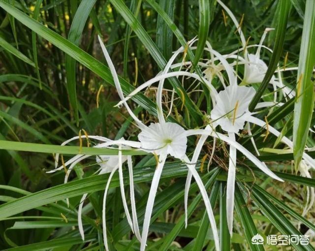 水鬼蕉叶子图片:有比芭蕉树叶还大的树叶吗？