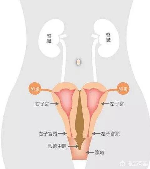 双子宫是怎么回事(双子宫是怎么回事影响生育吗)
