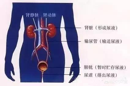 肾结石怎么排出,多大的肾结石能排出？有何依据？