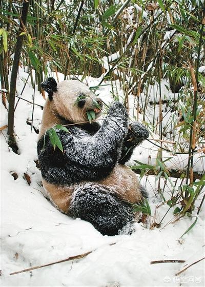 熊皮沙皮犬:熊皮沙皮犬是松狮和沙皮的串吗 秦岭大熊猫是怎么发现的，秦岭大熊猫与四川大熊猫有什么区别？
