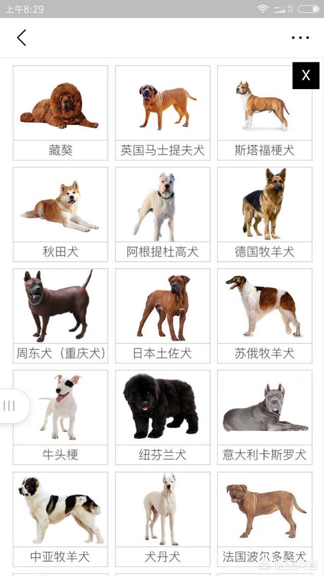 广安禁养大型犬有哪些:市中心养特大狼狗该怎么举报？