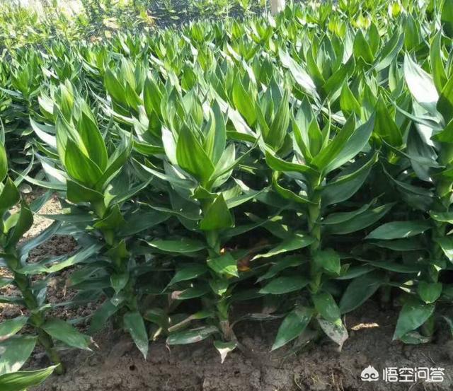 家里富贵竹的种植方法:富贵竹能扦插吗？富贵竹怎么繁殖？