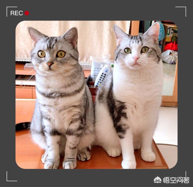 什么是吸猫吸猫是什么意思:你为什么喜欢猫猫呢？你会不会抽时间陪伴你的猫？