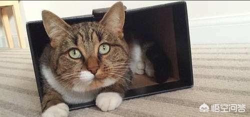 猫咪便后是否用立即铲走，为什么