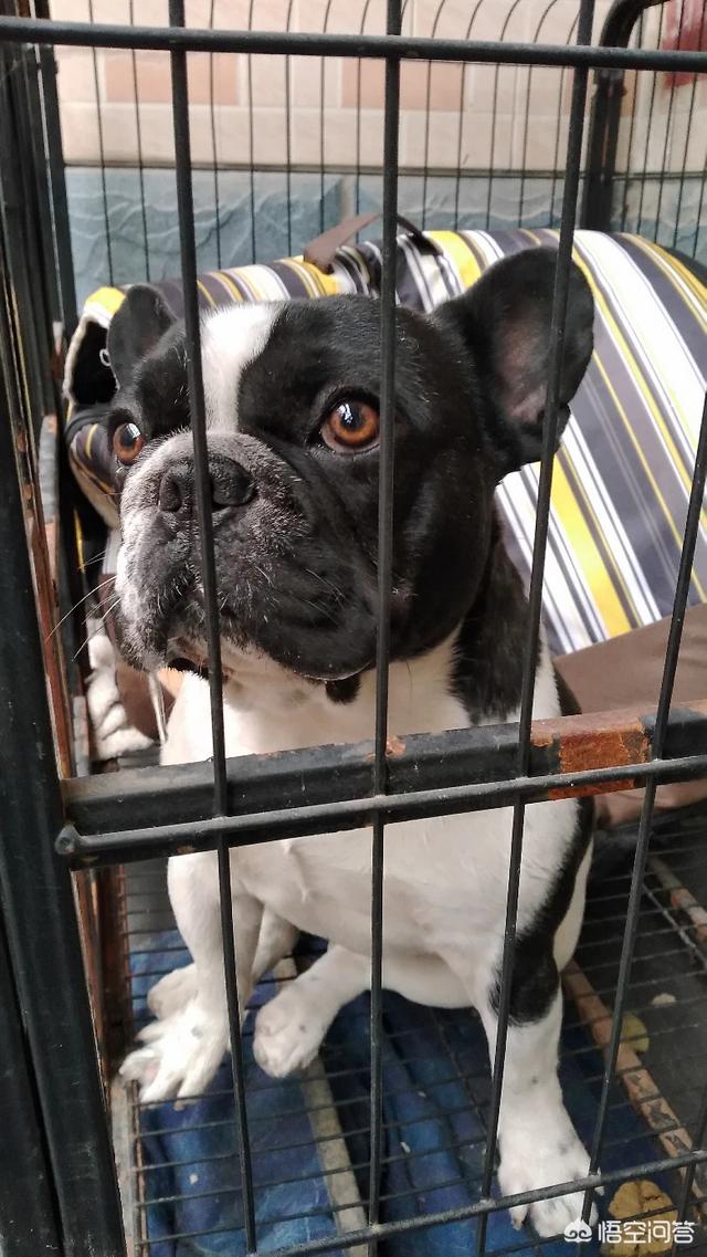 法国斗牛犬吧:为什么有的人说法国斗牛犬难养？养它有什么烦恼吗？