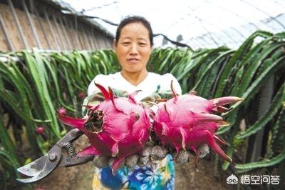 火龙果怎么切,栽种火龙果枝条基部怎么切？