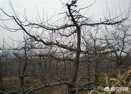 秋田蕗南方能种吗:苹果不适合种植在南方的主要因素有哪些？