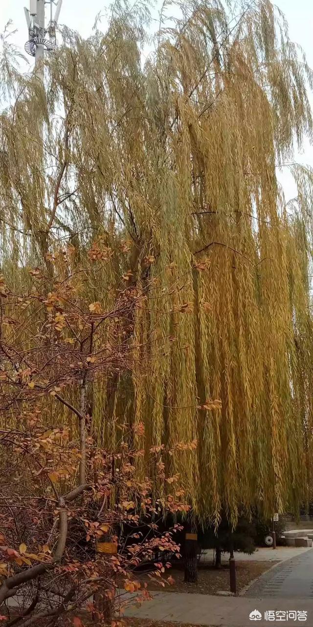 三岁半宝宝老是干咳嗽怎么办:3岁半的宝宝支气管炎，一直咳嗽得很厉害，应该怎么办？