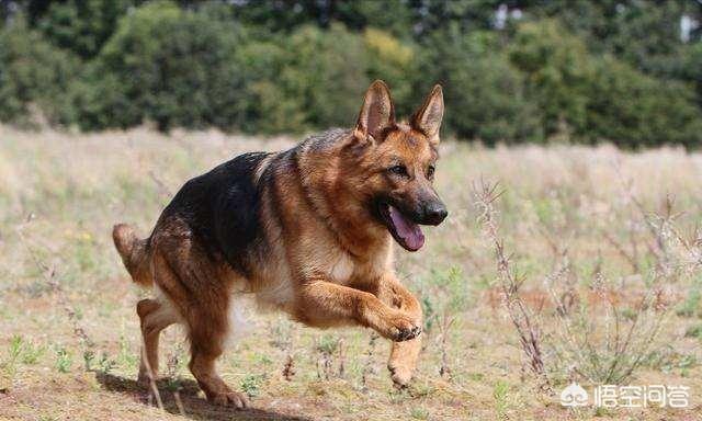 牧羊犬种类,怎样辨别德国牧羊犬的品种？