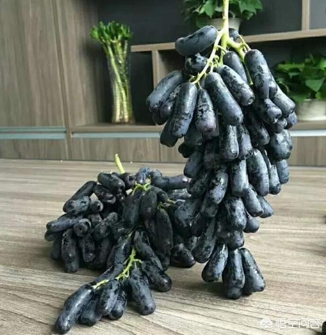 蓝宝石葡萄种植方法:蓝宝石有哪些种植技术？蓝宝石葡萄东北可以种植吗？