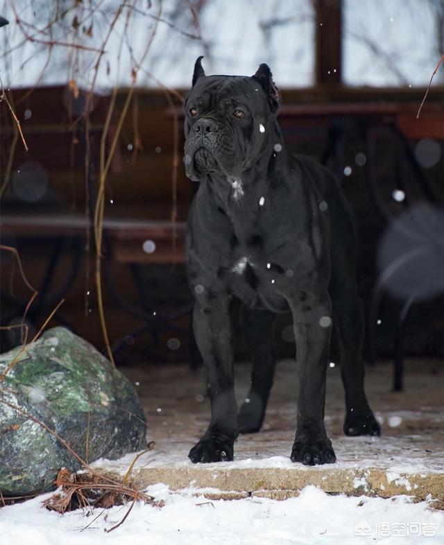 阿根廷杜高犬性格介绍:杜高犬和卡斯罗该怎么选择？ 阿根廷杜高犬的性格