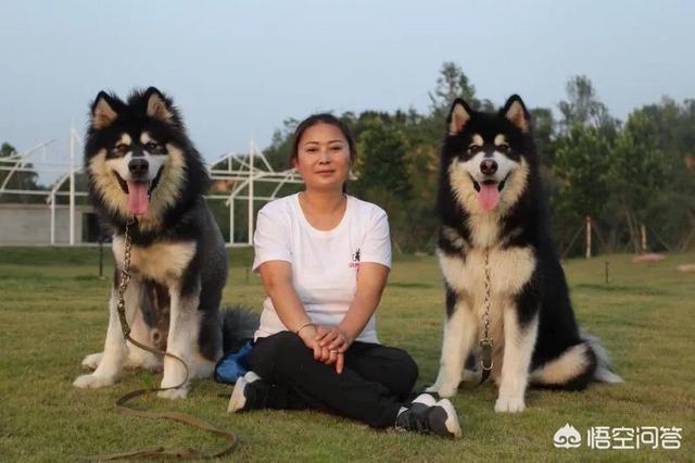 哈尔滨训犬师招聘:训犬师，训一支小狗多少钱？