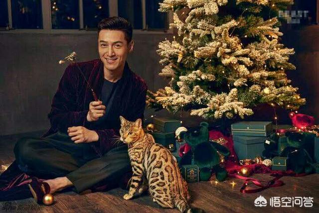 给英短吃的猫饭:美国短毛猫在成年之后吃什么猫粮？