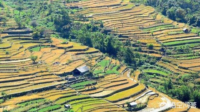 农村的小伙伴来说下,你家有几亩土地？都种了什么？