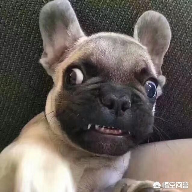<a href=https://maguai.com/list/256-0-0.html target=_blank class=infotextkey>朋友圈</a>万能神评论:在今日头条你见过哪些堪称经典的“神回复”？