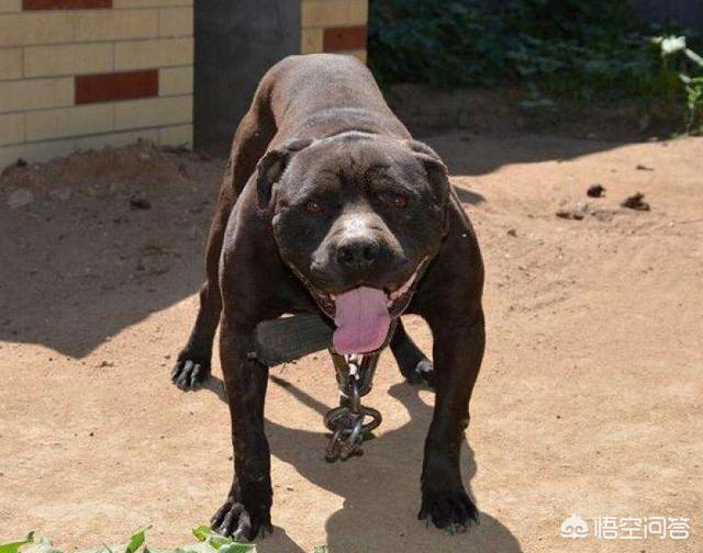 斯塔福梗犬肩高:请问大家巴基斯坦库达犬和比特犬谁厉害？