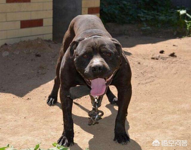 比特犬的优点和缺点，请问大家巴基斯坦库达犬和比特犬谁厉害