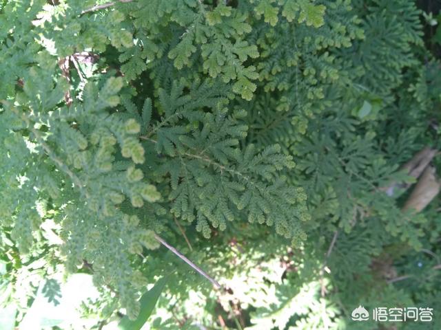 长芒杜英果功效:中药卷柏有哪些形态特征和功效？