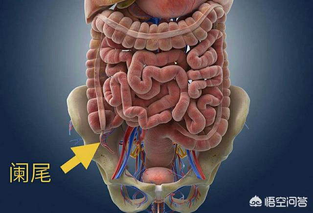 男性阑尾在哪边图片