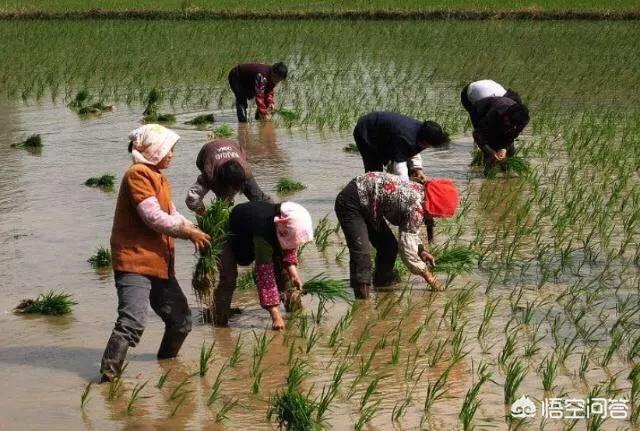 脚像细牛脚:农村老俗话说“脚板下无空，是个老长工”是什么意思？有道理吗？