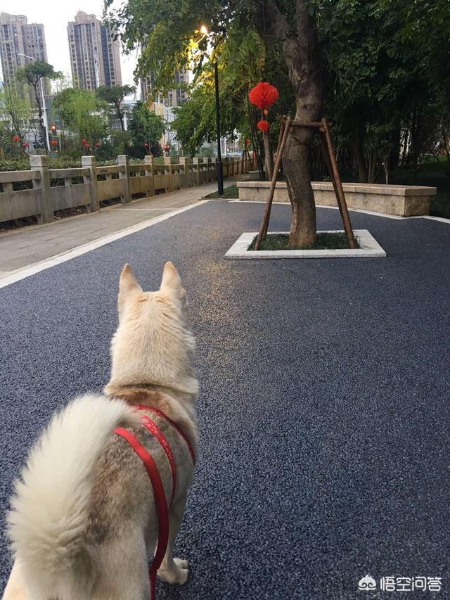养条狗搞我视频:为什么自己养的狗狗，平时很亲热，但是有时会朝自己叫？