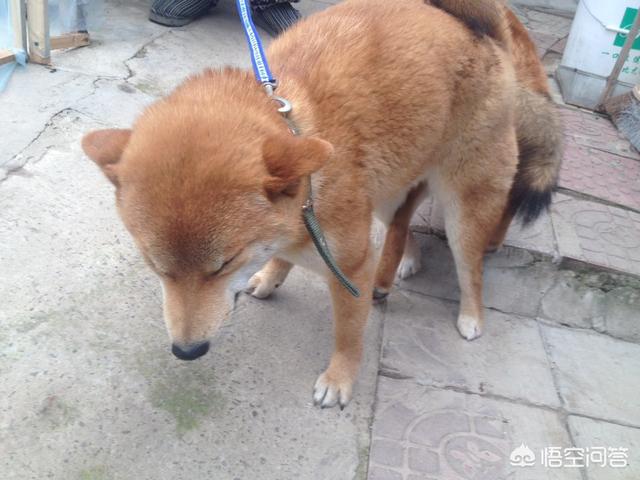 头条问答 柴犬一年有几次生理期 柴犬生理期出血多吗 一叶扁舟刀哥的回答 0赞