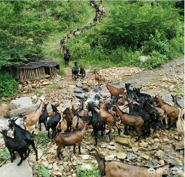 羊能吃动物性饲料么:养猪和养山羊一起养可以吗？在南方的山丘里面养殖合适吗？