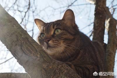 猫坚强:猫咪总是喜欢在高处，它不恐高吗？