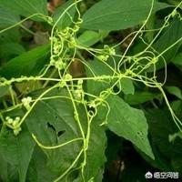 什么藤蔓不需要阳光也能活？