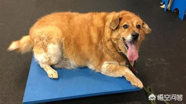 圣伯纳德犬运动量大吗:拉布拉多一条需要多少运动量？